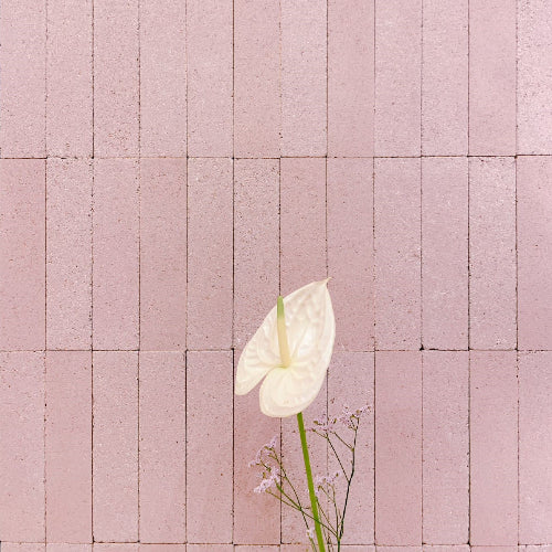 White flower with green stem on a pink tiled background
