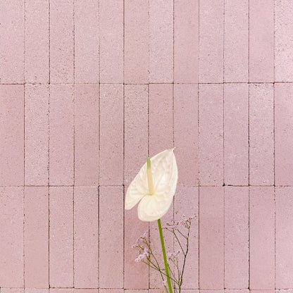 White flower with green stem on a pink tiled background
